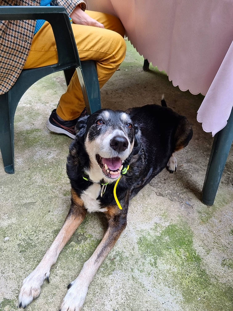 Bay Bay a rejoint le concours — aidez-le/la à gagner de superbes lots ! bag, carnivore, chair, collar, companion_dog, dog, dog_breed, dog_collar, fashion_accessory, foot, human_leg, leash, luggage_and_bags, pet_supply, sandal, snout, sporting_group, tail, vehicle, working_animal