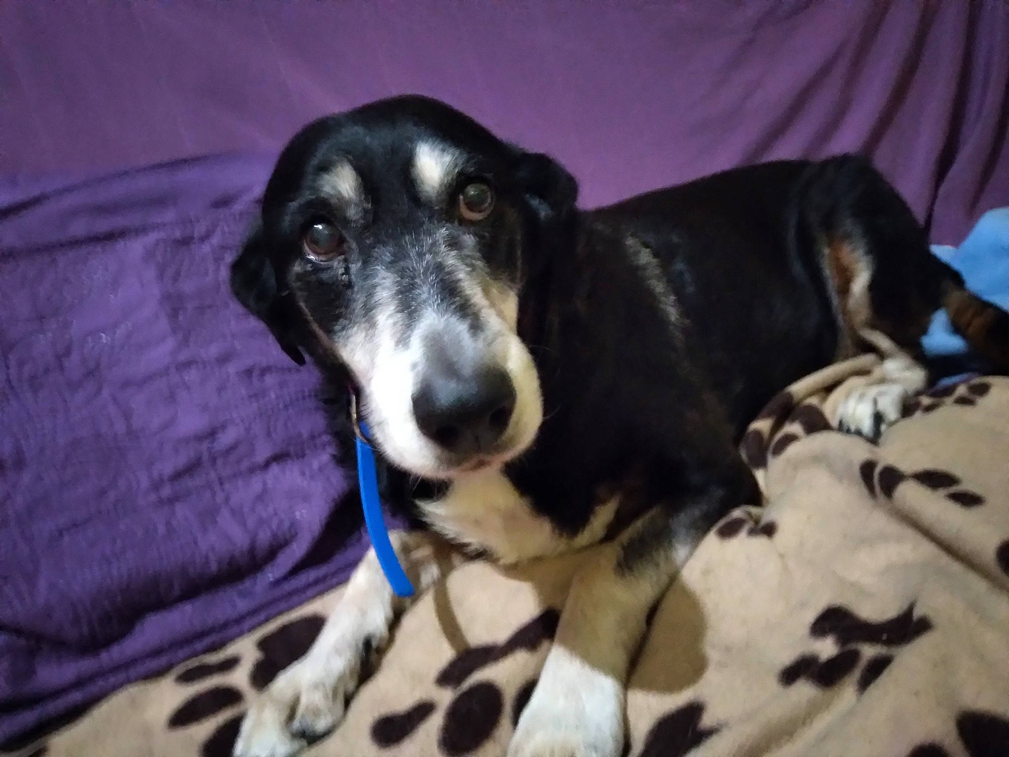 Bay Bay participe au concours pour gagner de l'argent avec cette photo : borador, carnivore, comfort, companion_dog, couch, dog, dog_breed, electric_blue, fur, guard_dog, hunting_dog, sporting_group, terrestrial_animal, whiskers, working_animal, working_dog