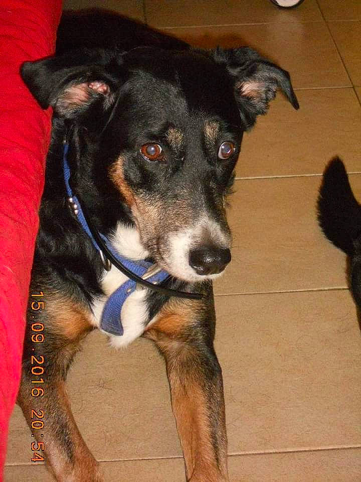 Bay Bay participe au concours pour gagner de l'argent avec cette photo : carnivore, collar, companion_dog, dog, dog_breed, dog_collar, dog_supply, electric_blue, flooring, fur, guard_dog, herding_dog, pet_supply, snout, sporting_group, whiskers, working_animal, working_dog