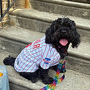 Saint joined the competition — help win amazing prizes! dog, black_dog, pet, sitting, steps, concrete, baseball_jersey, phillies, leash, colorful, happy, tongue_out, outdoor, sunlight, brick_wall, stairs, canine, collar, sidewalk, animal