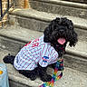 dog, black_dog, pet, sitting, steps, concrete, baseball_jersey, phillies, leash, colorful, happy, tongue_out, outdoor, sunlight, brick_wall, stairs, canine, collar, sidewalk, animal
