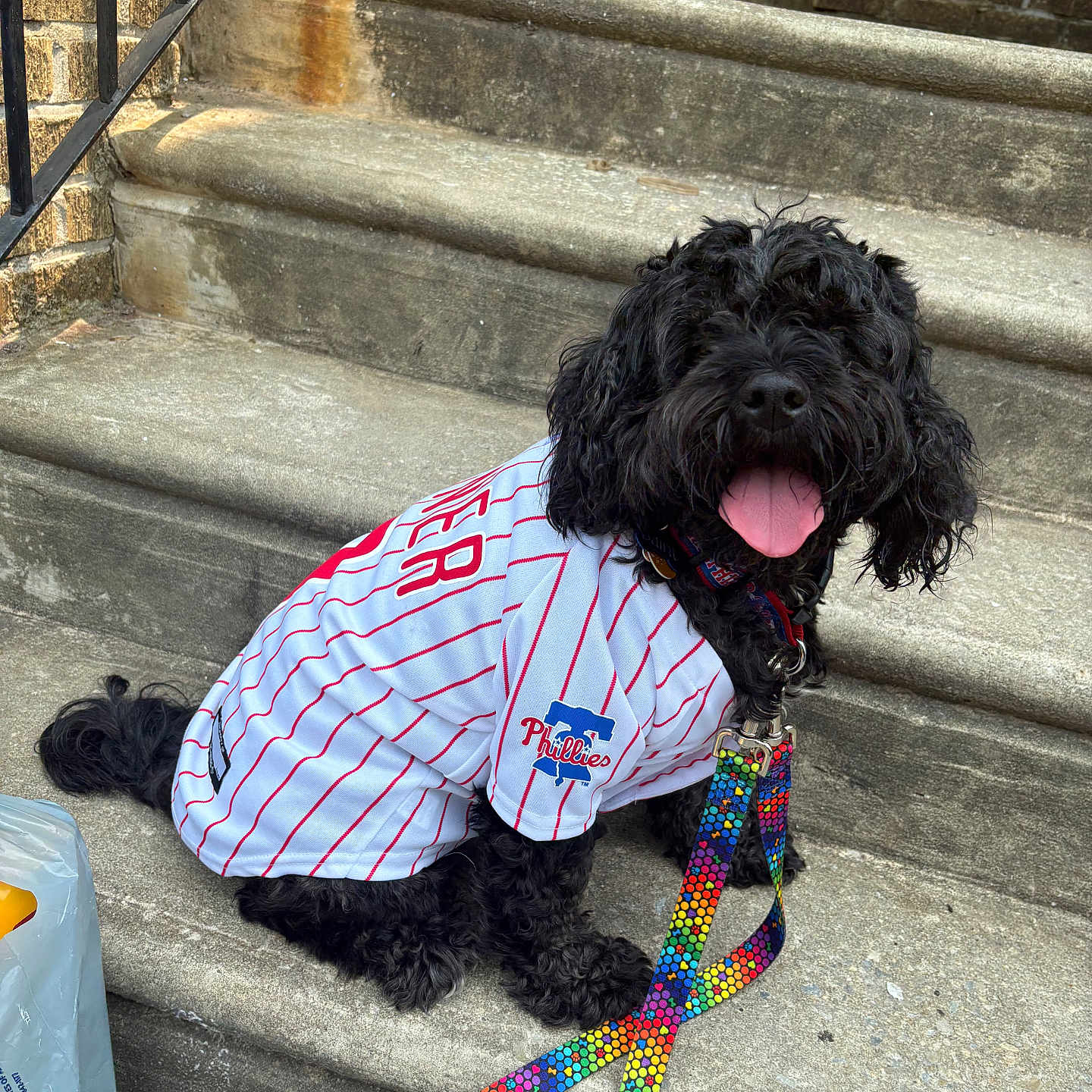 Saint joined the competition — help win amazing prizes! dog, black_dog, pet, sitting, steps, concrete, baseball_jersey, phillies, leash, colorful, happy, tongue_out, outdoor, sunlight, brick_wall, stairs, canine, collar, sidewalk, animal