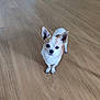Hugo participe au concours pour gagner de l'argent avec cette photo : dog, chihuahua, small_dog, pet, animal, wooden_floor, indoor, cute, alert, ears, fur, white, brown, standing, looking, eyes, nose, paws, floor, home