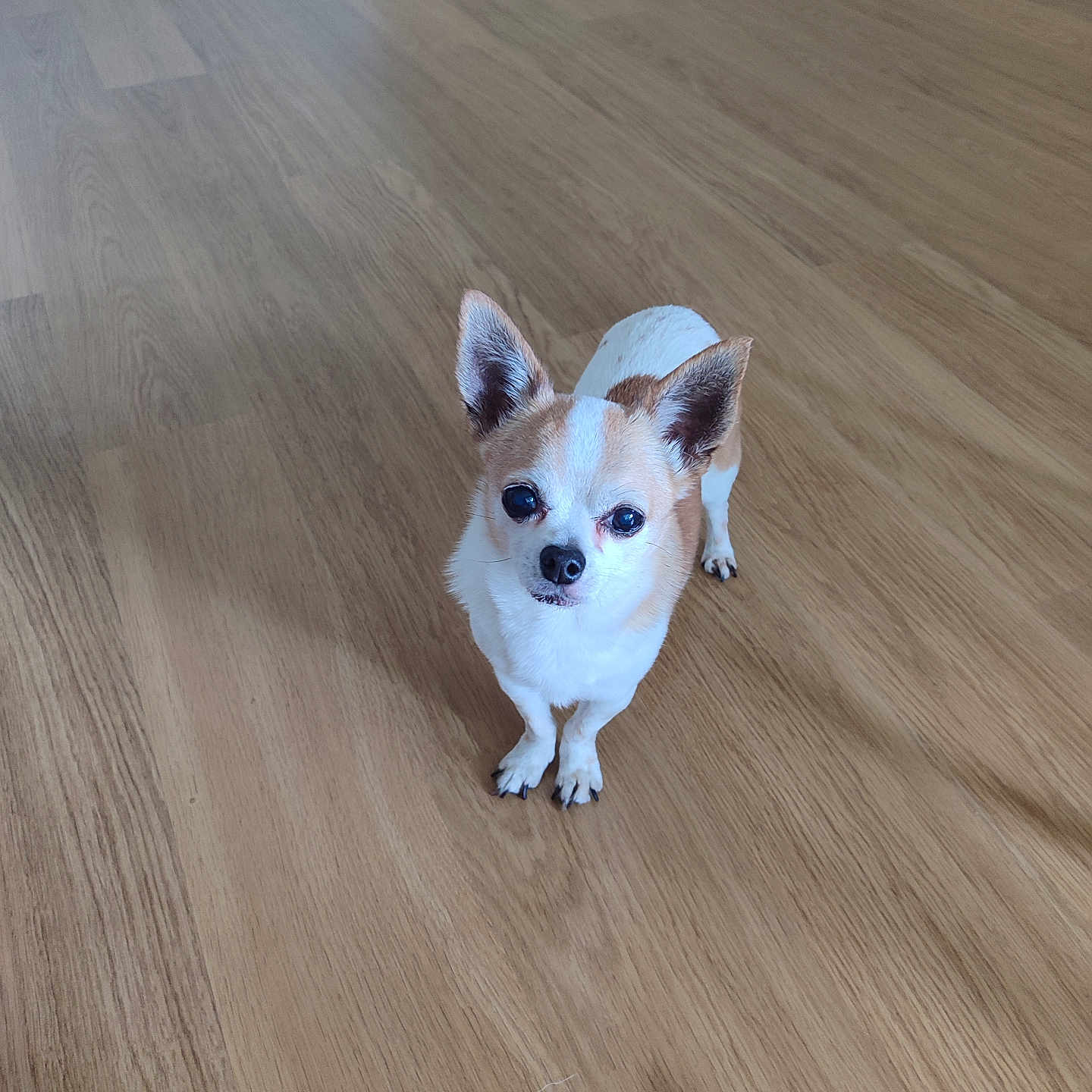 Hugo participe au concours pour gagner de l'argent avec cette photo : alert, animal, brown, chihuahua, cute, dog, ears, eyes, floor, fur, home, indoor, looking, nose, paws, pet, small_dog, standing, white, wooden_floor