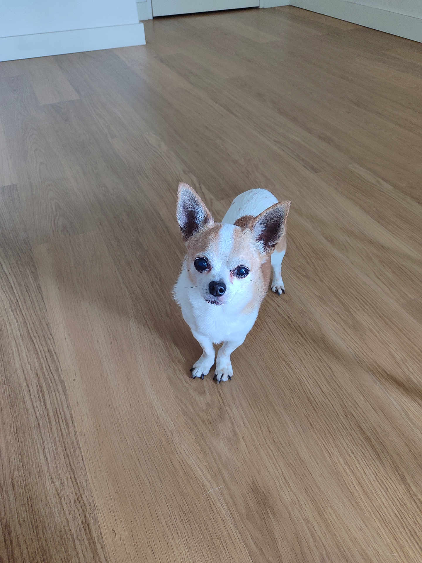 Hugo participe au concours pour gagner de l'argent avec cette photo : dog, chihuahua, small_dog, pet, animal, wooden_floor, indoor, cute, alert, ears, fur, white, brown, standing, looking, eyes, nose, paws, floor, home