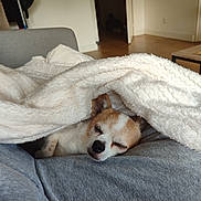 Hugo a rejoint le concours — aidez-le/la à gagner de superbes lots ! dog, sleeping, blanket, cozy, indoor, fur, nap, pet, resting, canine, comfort, home, couch, relaxation, small_dog, white, brown, fur_pattern, laying, soft