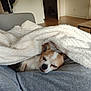 dog, sleeping, blanket, cozy, indoor, fur, nap, pet, resting, canine, comfort, home, couch, relaxation, small_dog, white, brown, fur_pattern, laying, soft