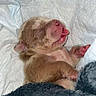 puppy, puppies, newborn, dog, sleeping, snuggling, tiny, brown_fur, pink_nose, tongue, blanket, cozy, indoors, close_up, cute, animal, resting, furry, portrait, adorable