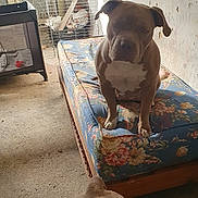 Tokya a rejoint le concours — aidez-le/la à gagner de superbes lots ! dog, dogs, pet, animal, sitting, standing, short_hair, brown_dog, white_chest, floppy_ears, bedroom, mattress, floral_pattern, indoors, carpet, cage, window, wall, furniture, portrait