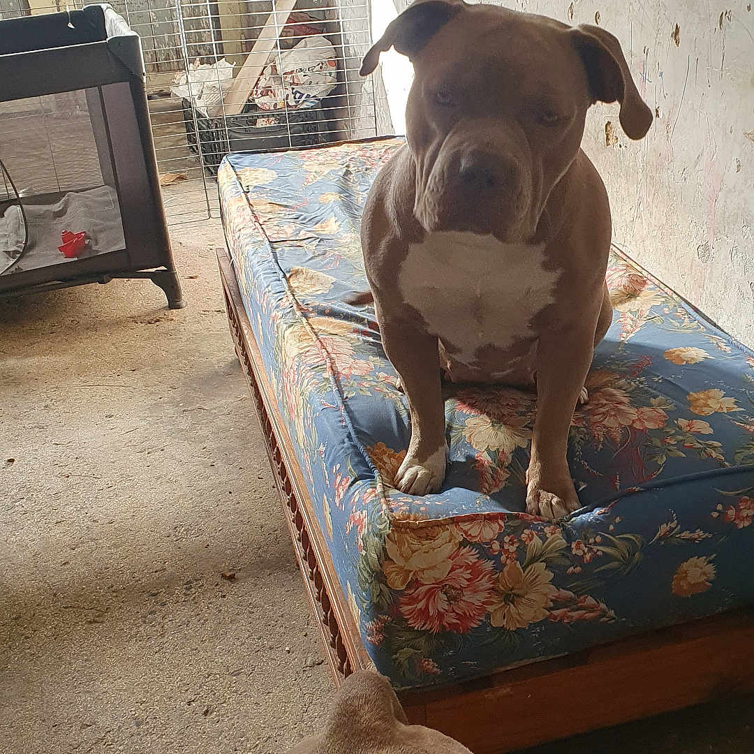 Tokya a rejoint le concours — aidez-le/la à gagner de superbes lots ! dog, dogs, pet, animal, sitting, standing, short_hair, brown_dog, white_chest, floppy_ears, bedroom, mattress, floral_pattern, indoors, carpet, cage, window, wall, furniture, portrait