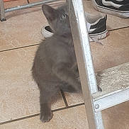 Bloos participe au concours pour gagner de l'argent avec cette photo : cat, kitten, gray_cat, fluffy, animal, pet, indoor, floor, tile_floor, ladder, metal_ladder, shoes, sneakers, hiding, peeking, sitting, home, background, portrait, cute
