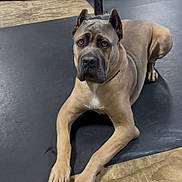 Baymax is registered to the contest to win money with this photo: dog, pet, animal, canine, gym, workout, floor, rope, resting, alert, brown, large_dog, indoor, muscle, fitness, training, black_floor, wood_floor, collar, ears_cropped