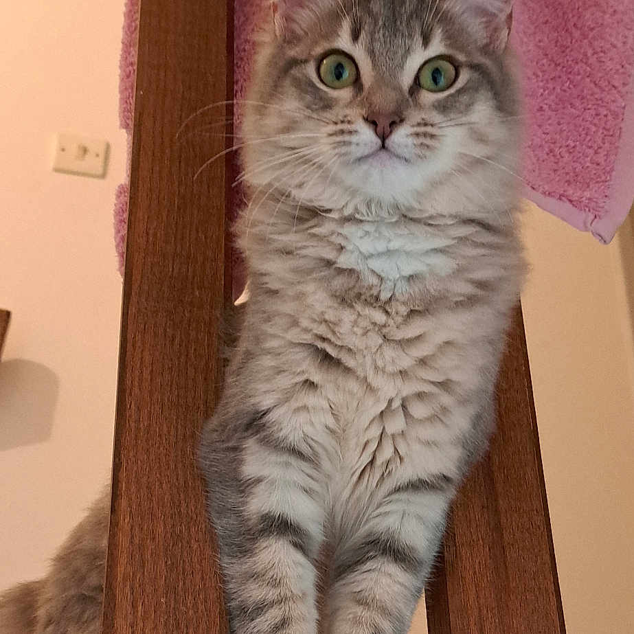 Ruby participe au concours pour gagner de l'argent avec cette photo : abyssinian, accessories, angora, animal, cat, closet, cupboard, furniture, handrail, hardwood, homedecor, kitten, manx, pet, plywood, shelf, siamese, strap, towel, wood