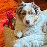 Abby participe au concours pour gagner de l'argent avec cette photo : dog, puppy, blue_eyes, fluffy, couch, indoor, sunlight, wooden_table, red_carpet, plush_toy, relaxed, pet, furniture, cozy, paw, fur, animal, home, lounge, portrait