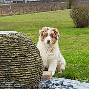 Abby participe au concours pour gagner de l'argent avec cette photo : puppy, dog, grass, stone_sculpture, rocks, outdoor, sunset, field, rural, nature, greenery, bush, tree, sky, fence, farm_buildings, pet, cute, animal, landscape