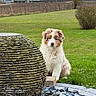 puppy, dog, grass, stone_sculpture, rocks, outdoor, sunset, field, rural, nature, greenery, bush, tree, sky, fence, farm_buildings, pet, cute, animal, landscape