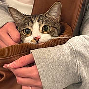 Miso joined the competition — help win amazing prizes! cat, tabby_cat, hands, jacket, sleeves, gray_clothing, brown_fabric, pet, animal, indoor, cozy, closeup, face, whiskers, curious_eyes, feline, soft_texture, warm, human_interaction, comfort