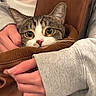 cat, tabby_cat, hands, jacket, sleeves, gray_clothing, brown_fabric, pet, animal, indoor, cozy, closeup, face, whiskers, curious_eyes, feline, soft_texture, warm, human_interaction, comfort