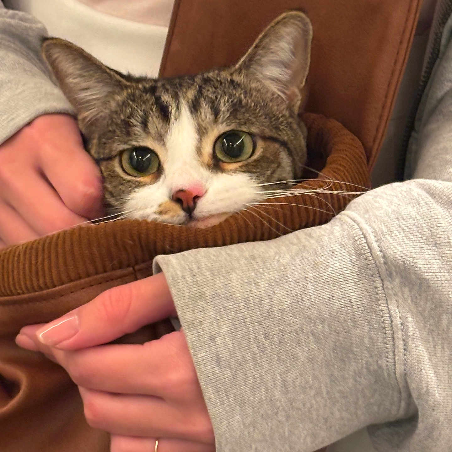 Miso joined the competition — help win amazing prizes! cat, tabby_cat, hands, jacket, sleeves, gray_clothing, brown_fabric, pet, animal, indoor, cozy, closeup, face, whiskers, curious_eyes, feline, soft_texture, warm, human_interaction, comfort