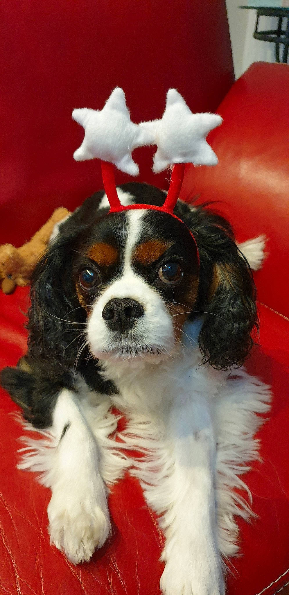 Galys a rejoint le concours — aidez-le/la à gagner de superbes lots ! canidae, carnivore, cavalier, cavalier_king_charles_spaniel, cocker_spaniel, companion_dog, dog, dog_breed, king_charles_spaniel, mammal, phalene, puppy, puppy_love, rare_breed_dog, russian_spaniel, snout, spaniel, sporting_group, toy_dog, vertebrate