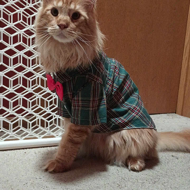 Canelo Kenny joined the competition — help win amazing prizes! animal, attention, baby_gate, bow_tie, carpet, cat, costume, cute, domestic_animal, door, feline, fluffy_cat, fur, indoor, orange_cat, pet, plaid_shirt, portrait, sitting, whiskers