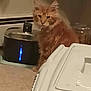 cat, orange_cat, pet_water_fountain, carpet, indoor, pet_carrier, furniture, glowing_light, shadow, wall, domestic_animal, fur, fluffy, animal, pet, container, plastic, closeup, home, sitting