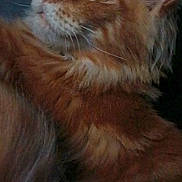 Canelo Kenny is registered to the contest to win money with this photo: cat, orange_tabby, fluffy, close_up, pet, animal, feline, whiskers, ears, fur, indoor, curious, portrait, domestic_cat, mammal, cute, looking_away, soft_light, cozy, shadow