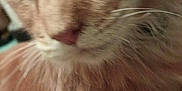 Canelo Kenny joined the competition — help win amazing prizes! cat, ginger_cat, close_up, furry, whiskers, pet, animal, face, fur, cute, domestic_cat, indoor, mammal, portrait, looking_away, soft, feline, closeup, nose, ears