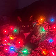 Izzy is registered to the contest to win money with this photo: cat, black_cat, white_chest, christmas_lights, colorful_lights, blanket, cozy, indoor, night, festive, whiskers, curious, wide_eyes, pet, animal, cute, holiday, soft_texture, dark_background, relaxed