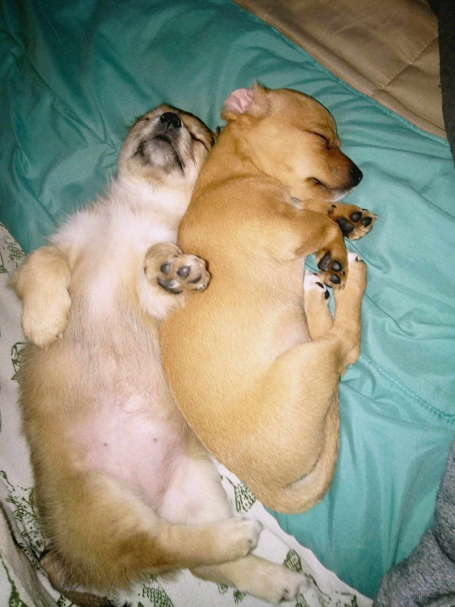 Molly And Arrow joined the competition — help win amazing prizes! canidae, carnivore, companion_dog, dog, dog_breed, fawn, mammal, non_sporting_group, pomeranian, pug, puppy, puppy_love, sporting_group, toy_dog, vertebrate