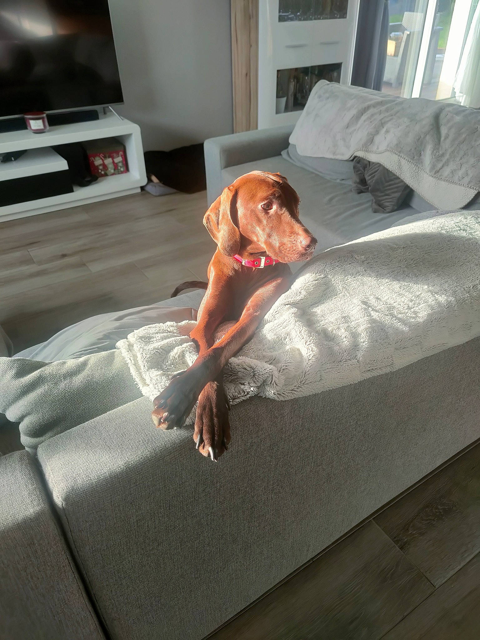 Pookie participe au concours pour gagner de l'argent avec cette photo : automotive_design, bed, bed_frame, bed_sheet, bedding, bedroom, comfort, companion_dog, couch, dog, floor, flooring, hardwood, home_appliance, human_leg, leg, linens, television, television_set, wood