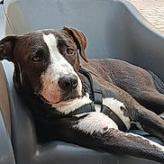 Argi participe au concours pour gagner de l'argent avec cette photo : animal, black_and_white, calm, canine, closeup, daytime, dog, harness, lounge_chair, outdoor, pavement, pet, portrait, relaxed, resting, seated, side_view, street, urban, walking