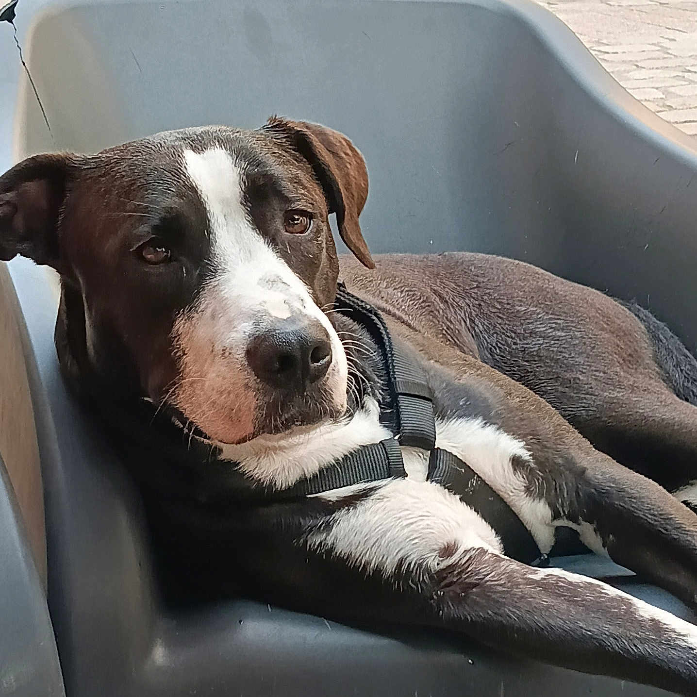 Argi participe au concours pour gagner de l'argent avec cette photo : animal, black_and_white, calm, canine, closeup, daytime, dog, harness, lounge_chair, outdoor, pavement, pet, portrait, relaxed, resting, seated, side_view, street, urban, walking