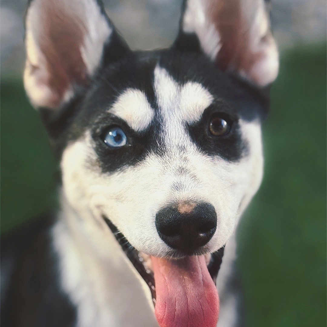 Gypsy