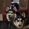Gypsy joined the competition — help win amazing prizes! dog, siberian_husky, pet, indoor, couch, red_couch, fan, curtains, brown_curtains, black_fan, collar, pet_tag, animal, two_dogs, fur, ears, eyes, face, mouth_open, looking