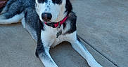 Gypsy joined the competition — help win amazing prizes! dog, husky, heterochromia, blue_eye, brown_eye, collar, pet, animal, canine, laying_down, outdoor, concrete, brick_wall, fur, ears, paw, muzzle, portrait, looking_at_camera, domestic_animal