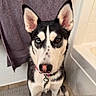 Gypsy is registered to the contest to win money with this photo: dog, husky, heterochromia, blue_eye, brown_eye, pet, canine, indoor, bathroom, towel, tile_floor, collar, tag, fur, sitting, black_and_white, portrait, ears, nose, animal