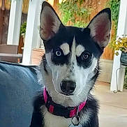 Gypsy joined the competition — help win amazing prizes! dog, husky, blue_eyes, collar, pet_tag, indoor, plant, furniture, wooden_fence, curious, canine, black_and_white, portrait, ears_up, alert, domestic_animal, sitting, houseplant, home, pet