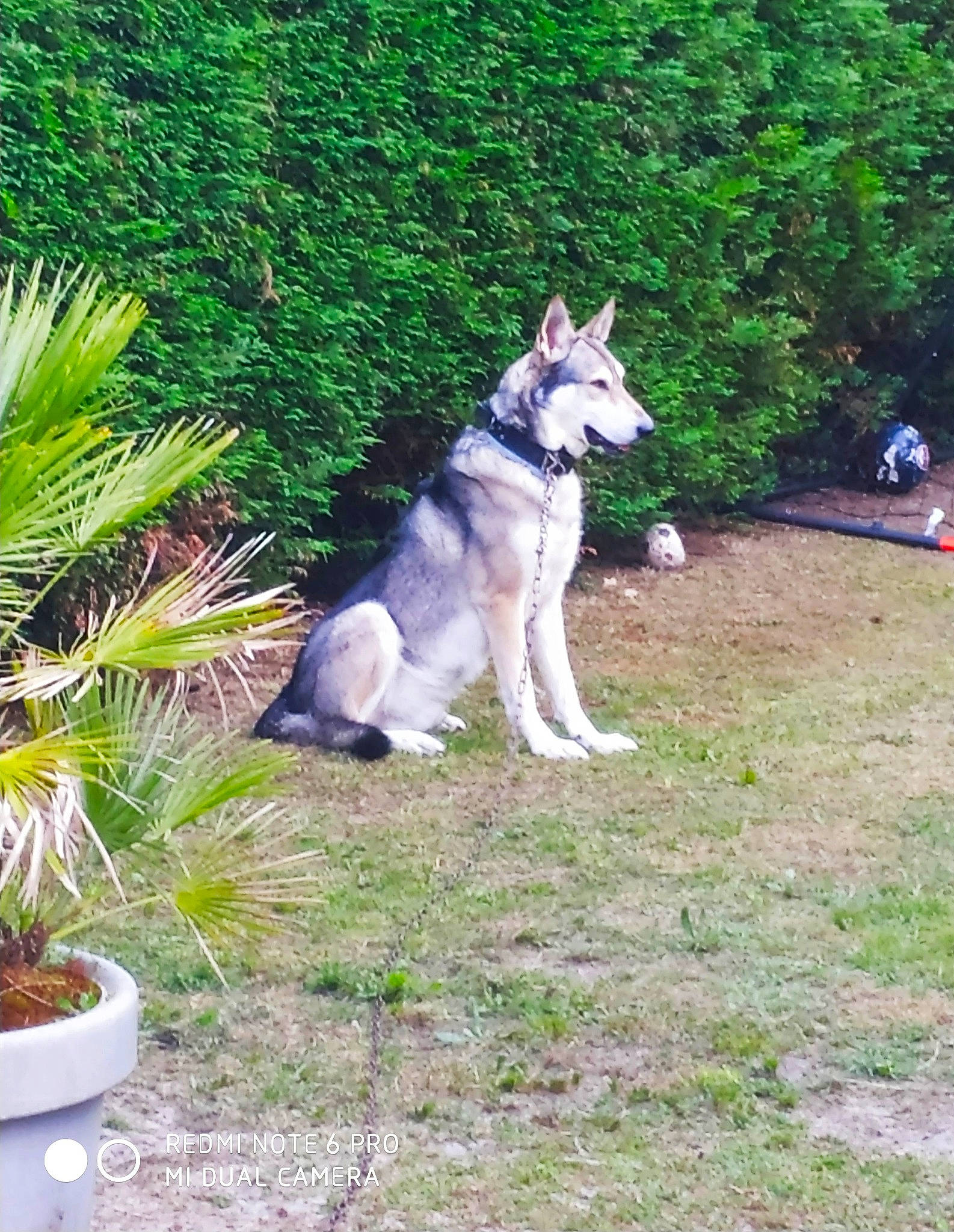 Jango a rejoint le concours — aidez-le/la à gagner de superbes lots ! arecales, canidae, carnivore, collar, companion_dog, dog, dog_breed, evergreen, flowerpot, grass, houseplant, landscape, plant, recreation, shrub, sled_dog, sporting_group, tail, terrestrial_plant, tree