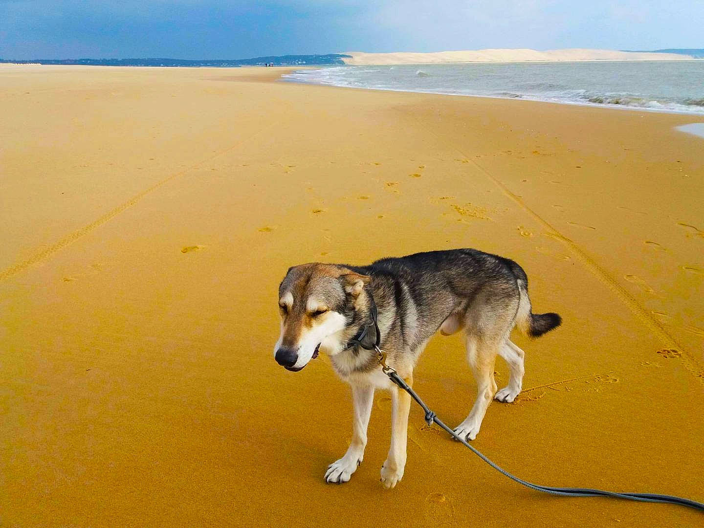 Jango a rejoint le concours — aidez-le/la à gagner de superbes lots ! beach, canidae, carnivore, cloud, coast, companion_dog, dog, dog_breed, fawn, horizon, landscape, sand, shore, sky, sled_dog, sporting_group, tail, vertebrate, water, working_animal