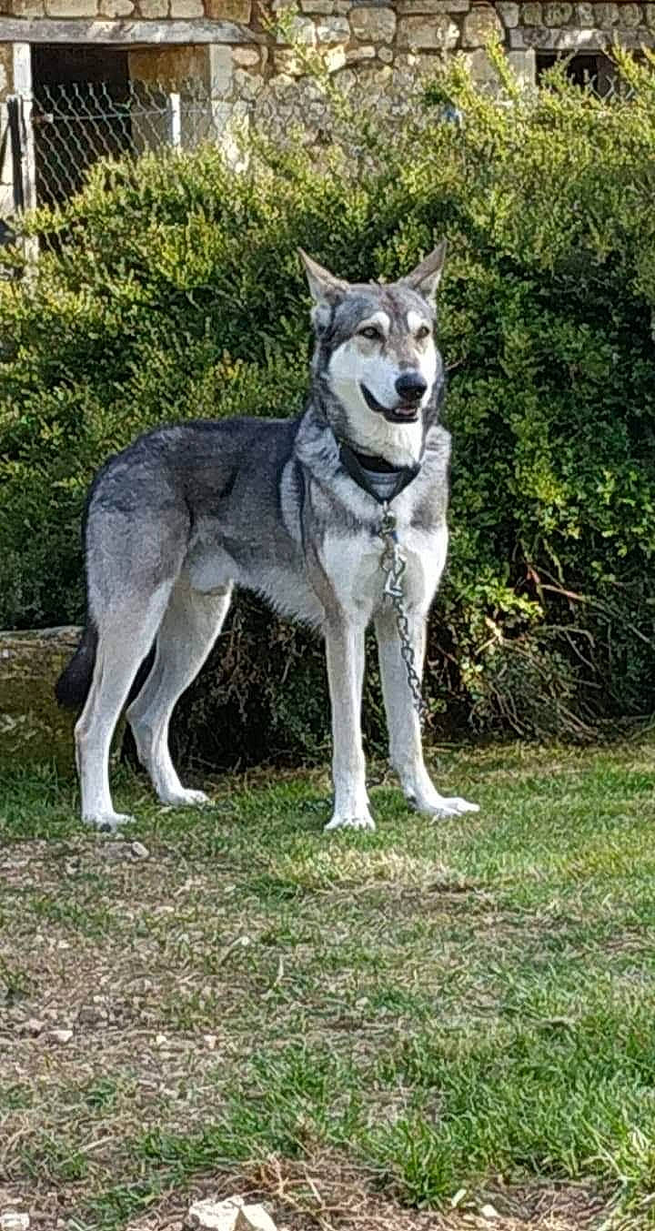 Jango a rejoint le concours — aidez-le/la à gagner de superbes lots ! ancient_dog_breeds, canidae, canis, carnivore, dog, dog_breed, grass, non_sporting_group, plant, sled_dog, sporting_group, sulimov_dog, tail, terrestrial_animal, working_animal, working_dog