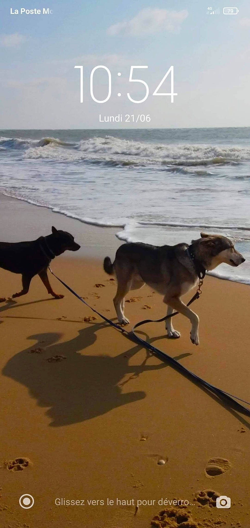 Shana participe au concours pour gagner de l'argent avec cette photo : beach, carnivore, coast, collar, dog, dog_breed, fawn, horizon, morning, natural_environment, pet_supply, sand, shore, sky, sporting_group, summer, tail, water, wind_wave, working_animal