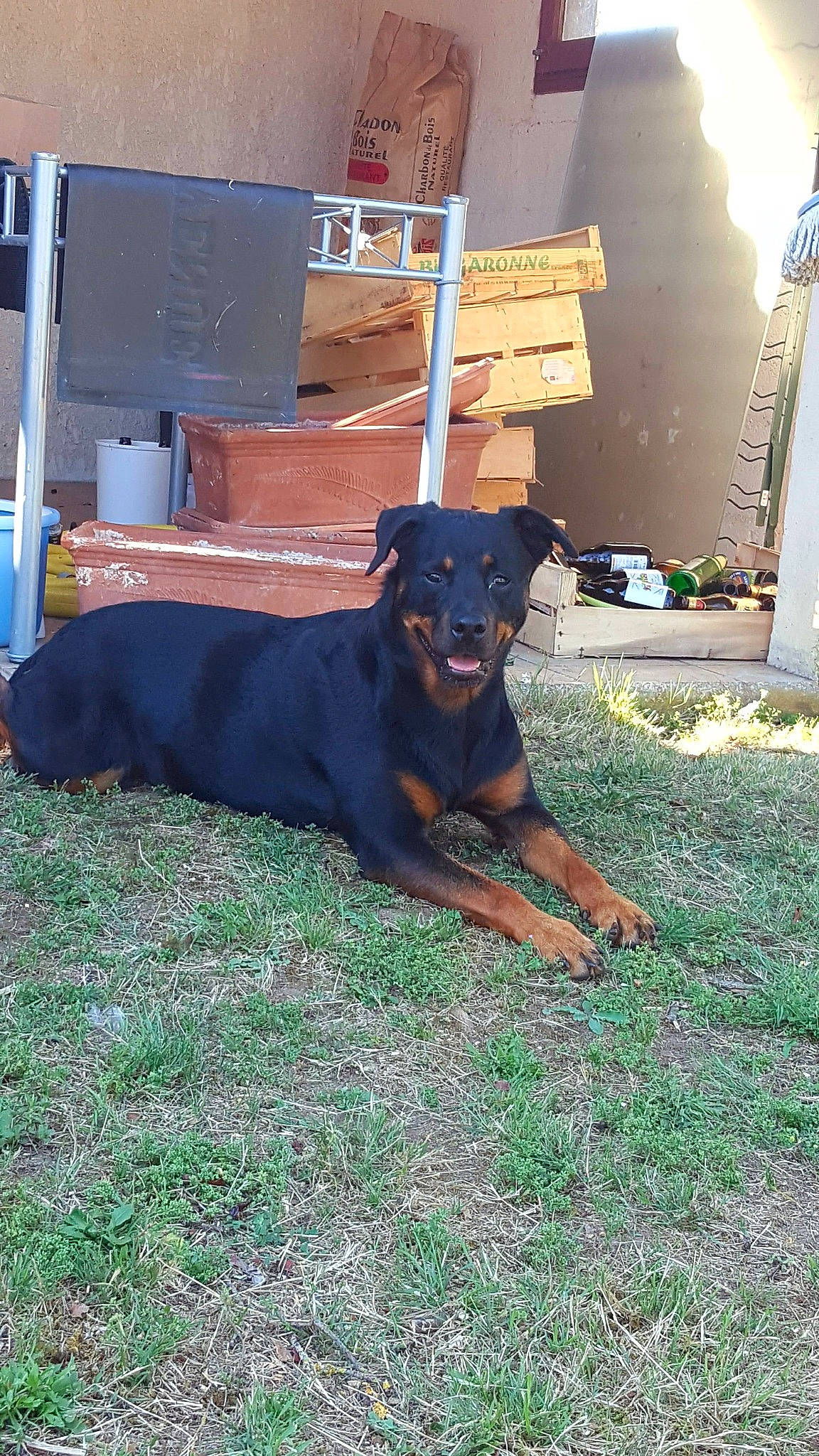 Shana a rejoint le concours — aidez-le/la à gagner de superbes lots ! canidae, carnivore, collar, companion_dog, dog, dog_breed, grass, guard_dog, hunting_dog, pet_supply, plant, rottweiler, snout, sporting_group, working_animal, working_dog