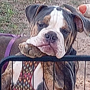 Lola London joined the competition — help win amazing prizes! animal, background, bulldog, canine, closeup, cute, dog, expression, face, fence, fur, gate, harness, leisure, nature, outdoor, paw, pet, portrait, resting