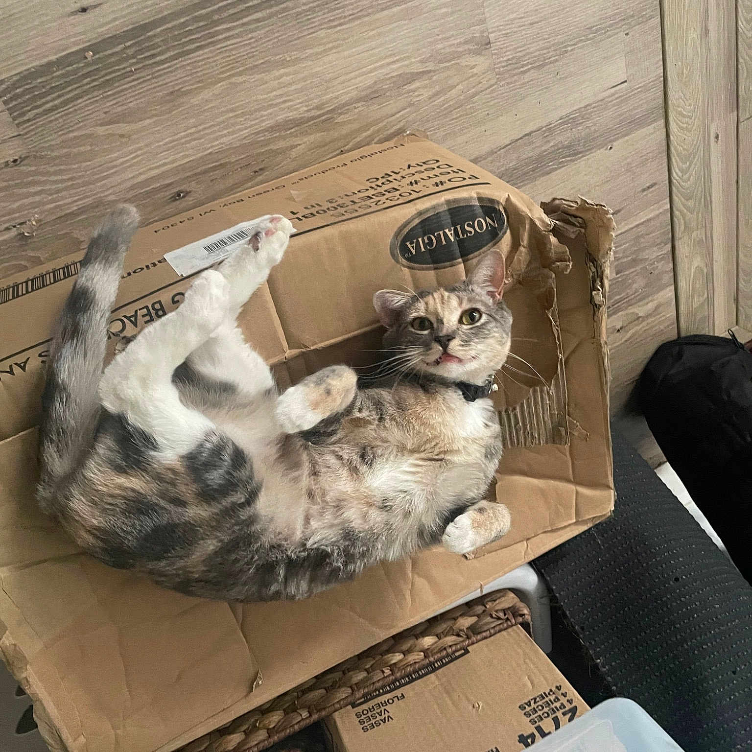 Cake joined the competition — help win amazing prizes! box, carnivore, cat, comfort, companion_dog, couch, dog_breed, domestic_short_haired_cat, felidae, fur, grey, hardwood, paw, room, small_to_medium_sized_cats, studio_couch, table, tail, whiskers, wood