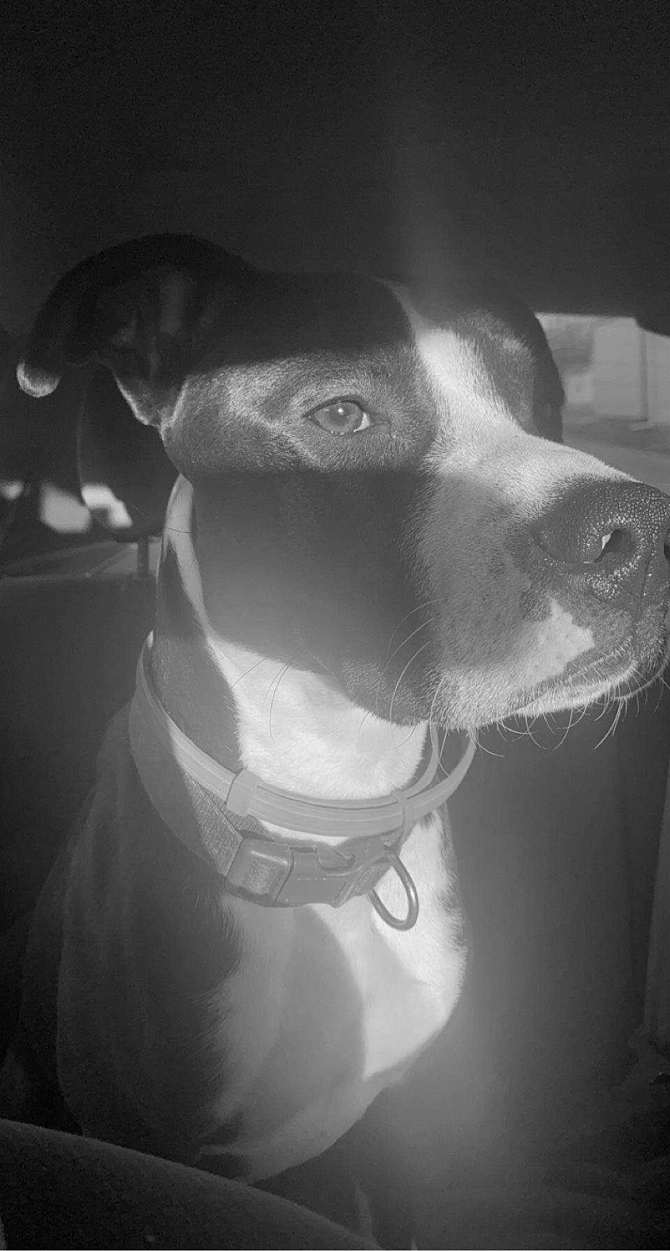 Oslo participe au concours pour gagner de l'argent avec cette photo : black, black_and_white, canidae, carnivore, collar, companion_dog, darkness, dog, dog_breed, ear, fawn, flash_photography, grey, monochrome, monochrome_photography, selfie, sporting_group, style, whiskers, working_animal