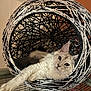 cat, fluffy, basket, woven, relaxed, paw, curious, indoor, pet, feline, cozy, pattern, black_and_white, fur, whiskers, ears, face, laying, home, cute
