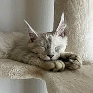Aïko participe au concours pour gagner de l'argent avec cette photo : cat, kitten, sleeping, resting, furry, soft, ears, paws, pet, cute, indoor, cozy, cat_tree, animal, whiskers, relaxed, feline, fur, closeup, nap