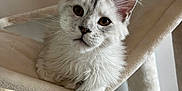 Aïko a rejoint le concours — aidez-le/la à gagner de superbes lots ! kitten, cat, fluffy, white_cat, cat_tree, hammock, pet, indoor, cute, animal, feline, young_cat, whiskers, ears, paws, curious, looking, relaxed, soft_light, home
