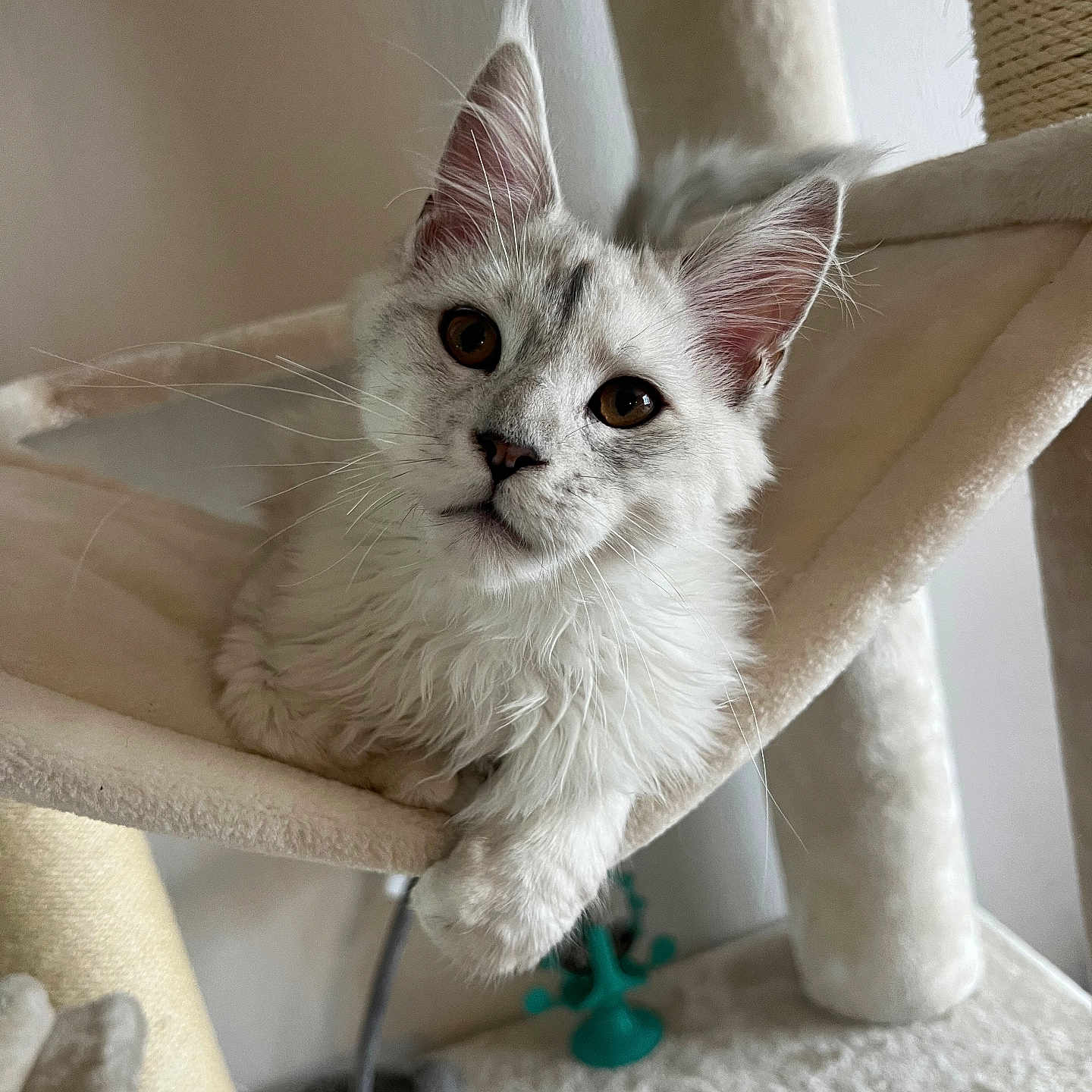 Aïko a rejoint le concours — aidez-le/la à gagner de superbes lots ! animal, cat, cat_tree, curious, cute, ears, feline, fluffy, hammock, home, indoor, kitten, looking, paws, pet, relaxed, soft_light, whiskers, white_cat, young_cat